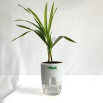 China Palm