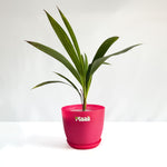 China Palm