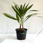 China Palm
