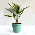China Palm