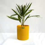 China Palm