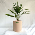 China Palm