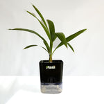 China Palm