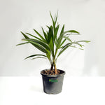 China Palm
