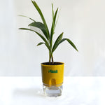 China Palm