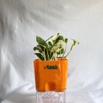 Money Plant N'Joy