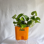 Money Plant Green