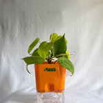 Money Plant Neon