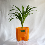 Areca Palm