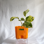 Money Plant Marble Queen
