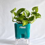 Money Plant Green