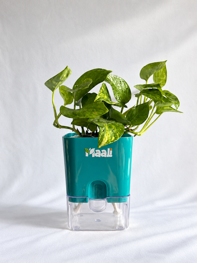 Money Plant Green