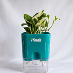 Money Plant N'Joy