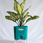 Aglaonema Snow White
