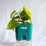 Money Plant Neon