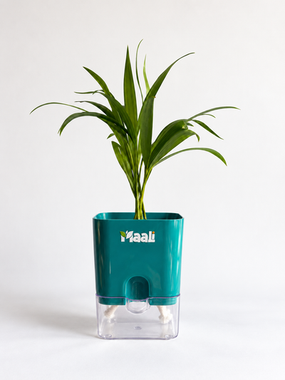 Areca Palm