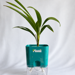 China Palm