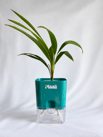 China Palm