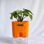 Syngonium White