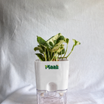 Money Plant N'Joy