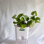Money Plant Green