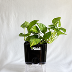 Money Plant Green