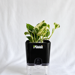 Money Plant N'Joy