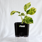 Money Plant Marble Queen