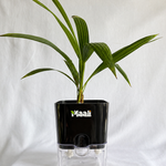 China Palm