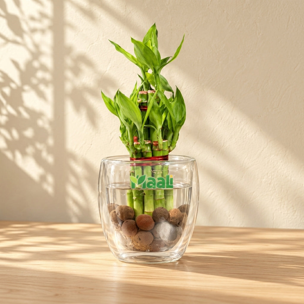 Lucky Bamboo