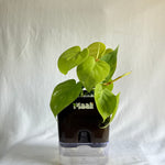 Money Plant Neon