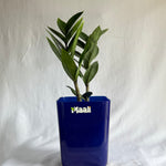 ZZ Plant