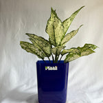 Aglaonema Snow White