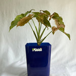 Syngonium Pink