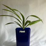 China Palm