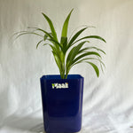 Areca Palm