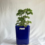 Aralia Dwarf