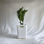 ZZ Plant