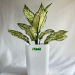 Aglaonema Snow White