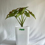 Syngonium Pink