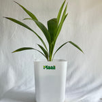 China Palm