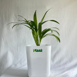 Areca Palm