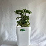 Aralia Dwarf
