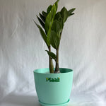 ZZ Plant