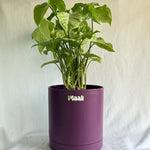 Syngonium White