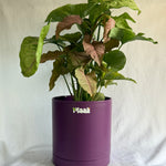 Syngonium Pink
