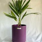 China Palm