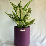 Aglaonema Snow White