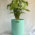 Syngonium White