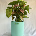 Syngonium Pink